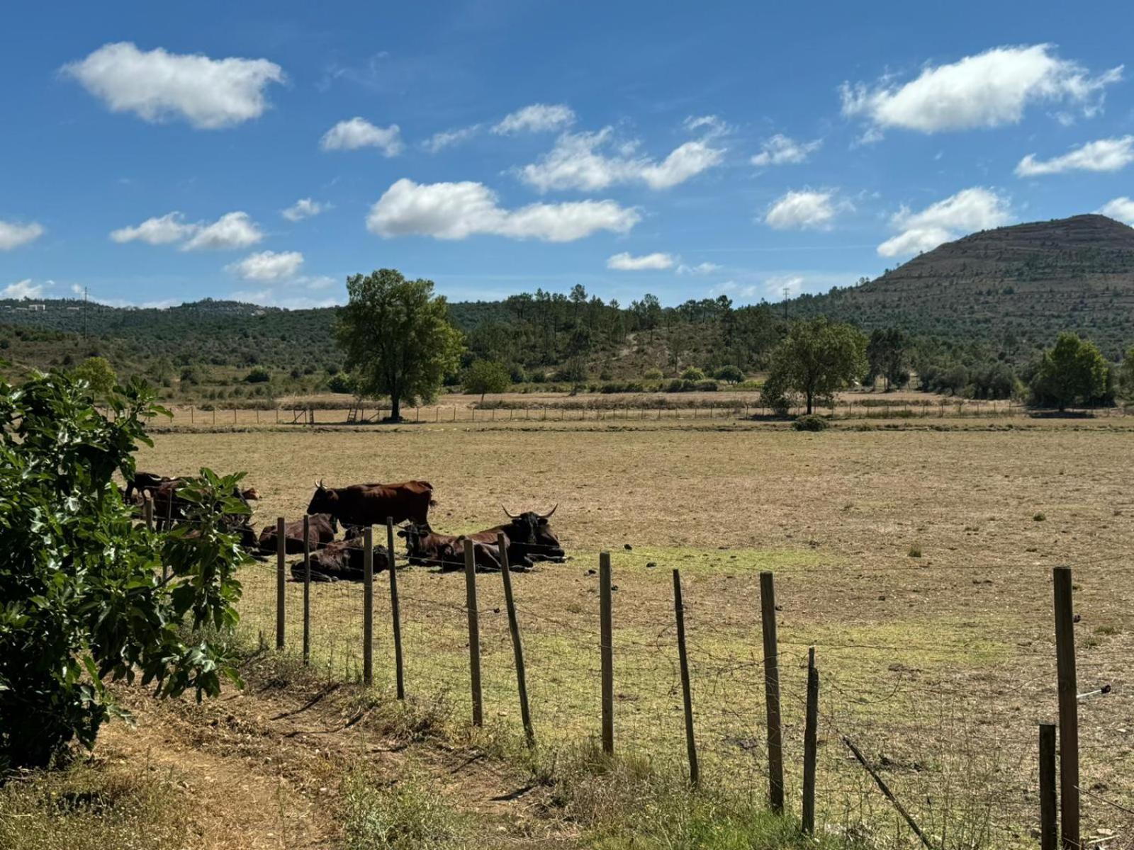 Casa Da Lima - Nestled In Nature On Santiago'S And Fatima'S Path, Close To Coimbra And Rabacal Alvorge Exteriér fotografie